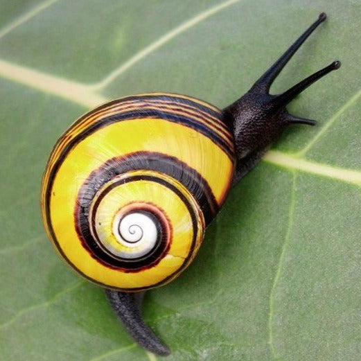 DEERDANA x Animalia Polymita Snails Sweats