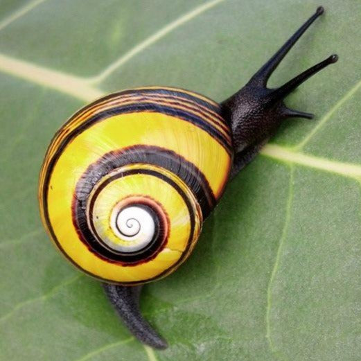 DEERDANA x Animalia Polymita Snails Cropped Hoodie